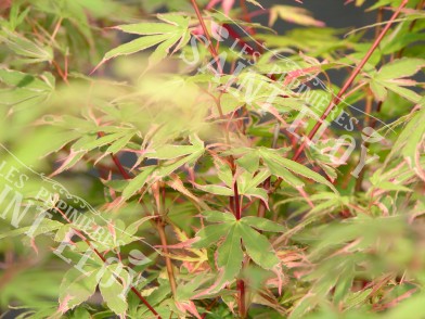 Acer tricolor